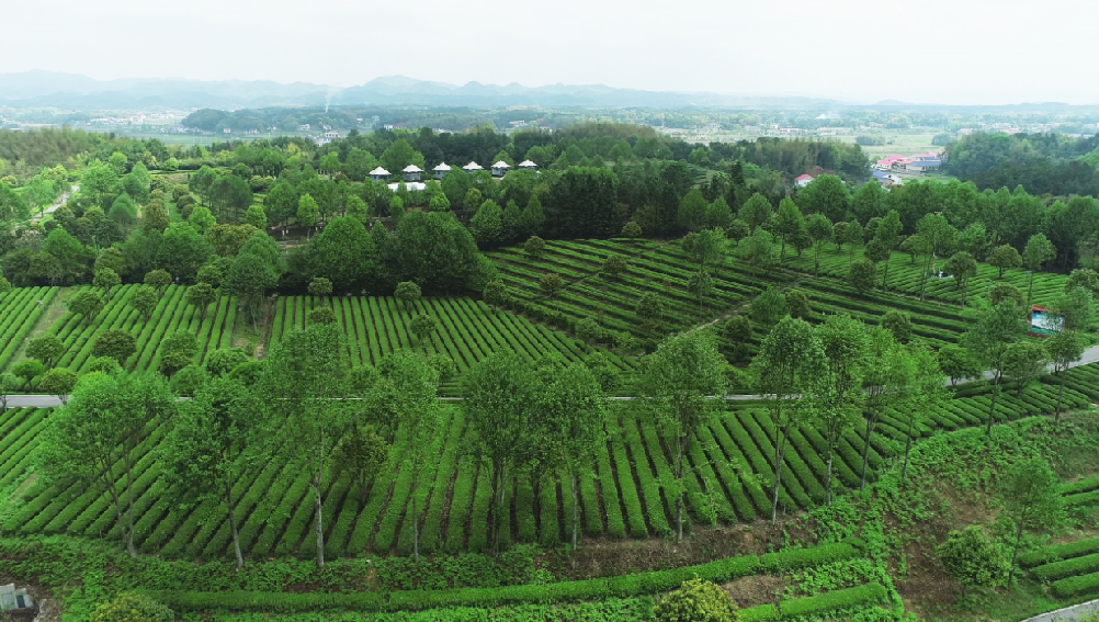 全國“三品一標”基地，金井鎮茶葉基地榜上有名